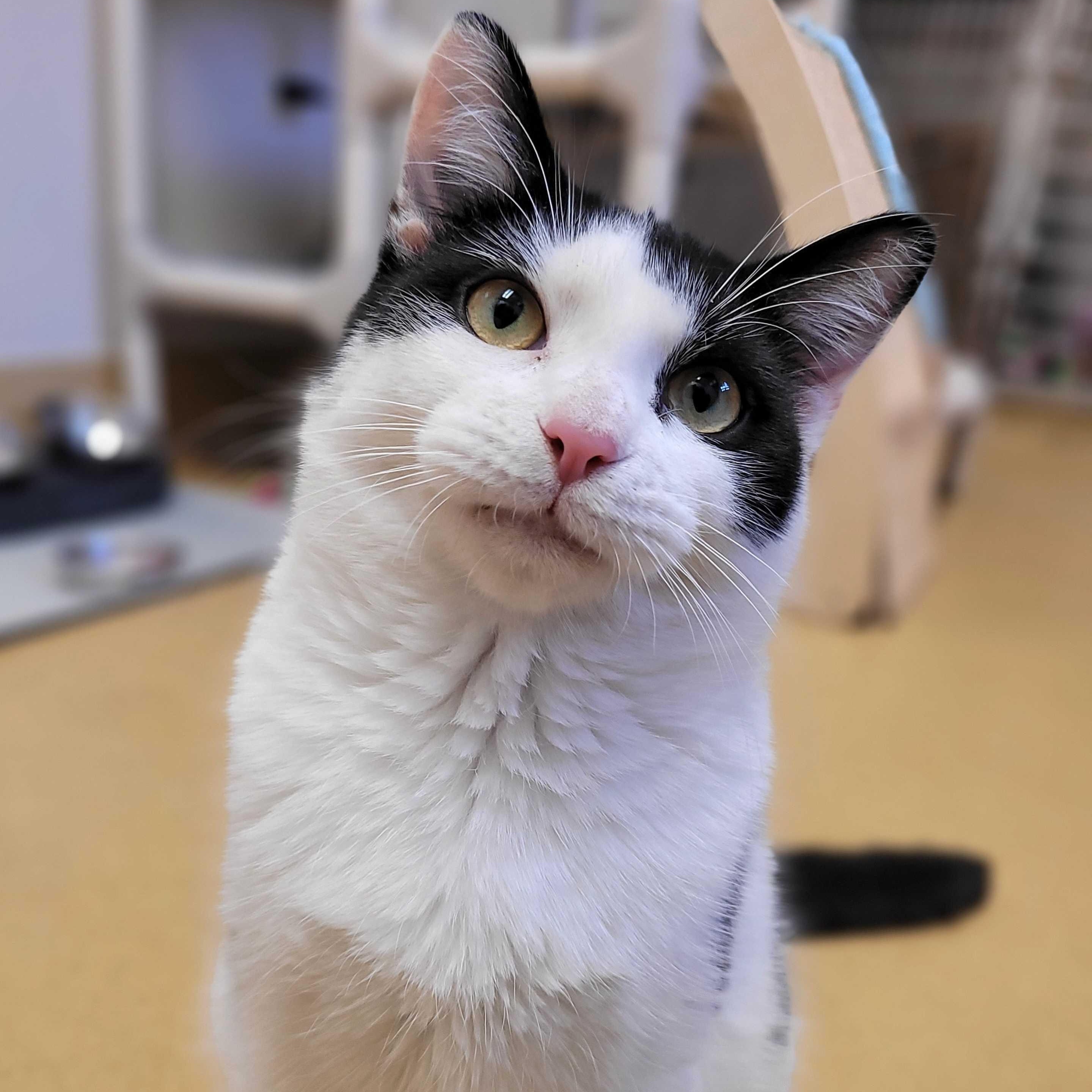 Peeta, Adoptable, Young Male Domestic Short Hair.