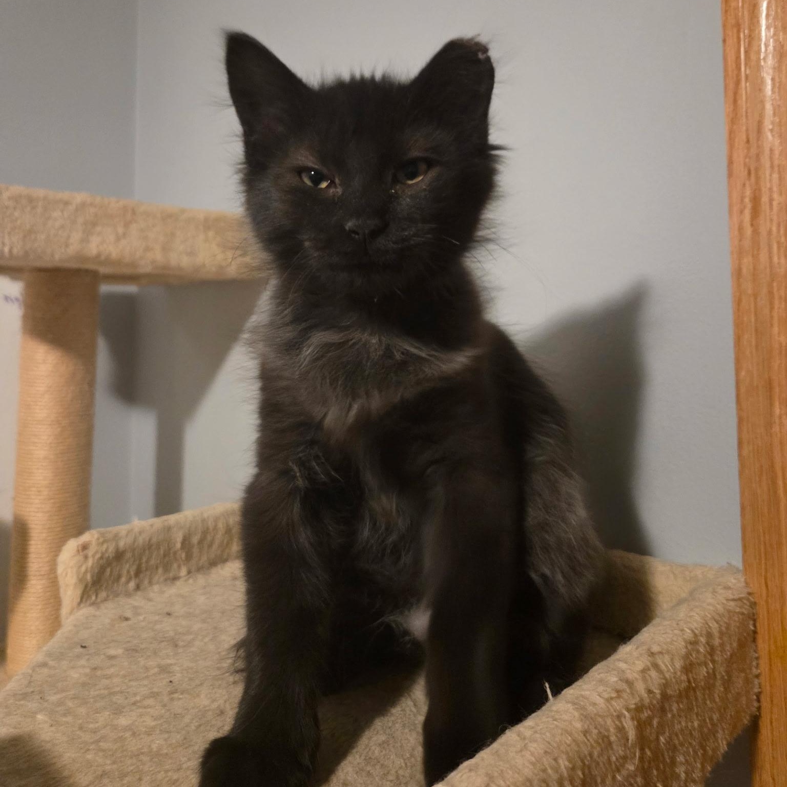 Sandy, adopted, Young Male Domestic Medium Hair.