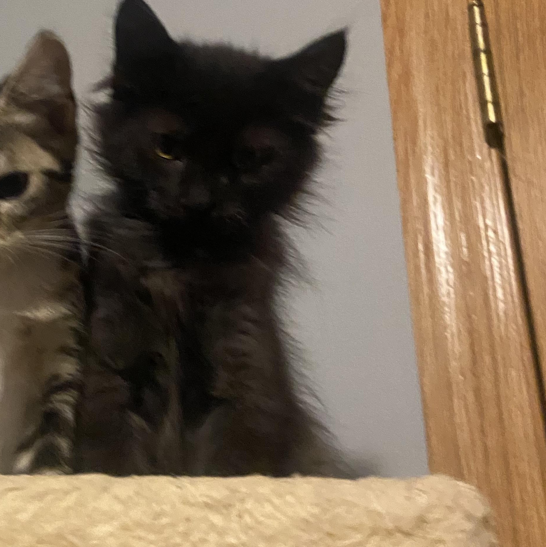 Enlarge Sandy, a Adoptable Domestic Medium Hair in Saint Francis, MN image 3/4