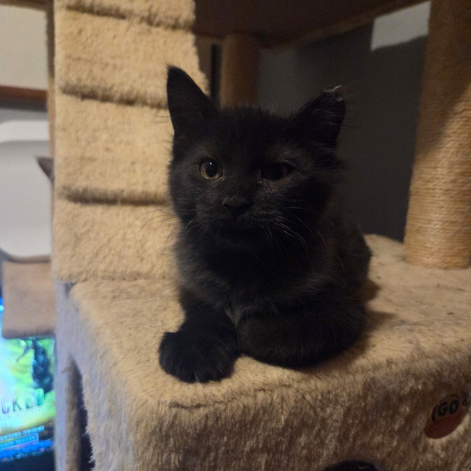 Sandy, Adoptable, Young Male Domestic Medium Hair.