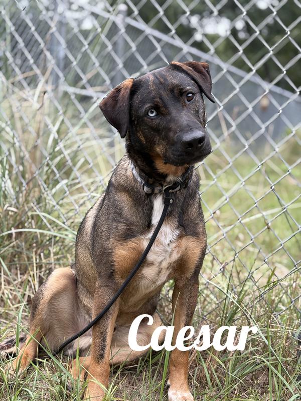 Enlarge Caesar, a ADOPTABLE mixed breed in Manistee, MI image 1/1