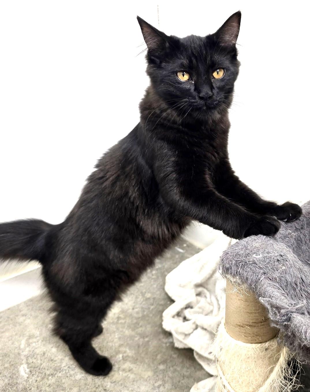 Trixie, affectionate & playful sweetheart ready for her forever family!, a Adopted mixed breed in Bonney Lake, WA image 2/6