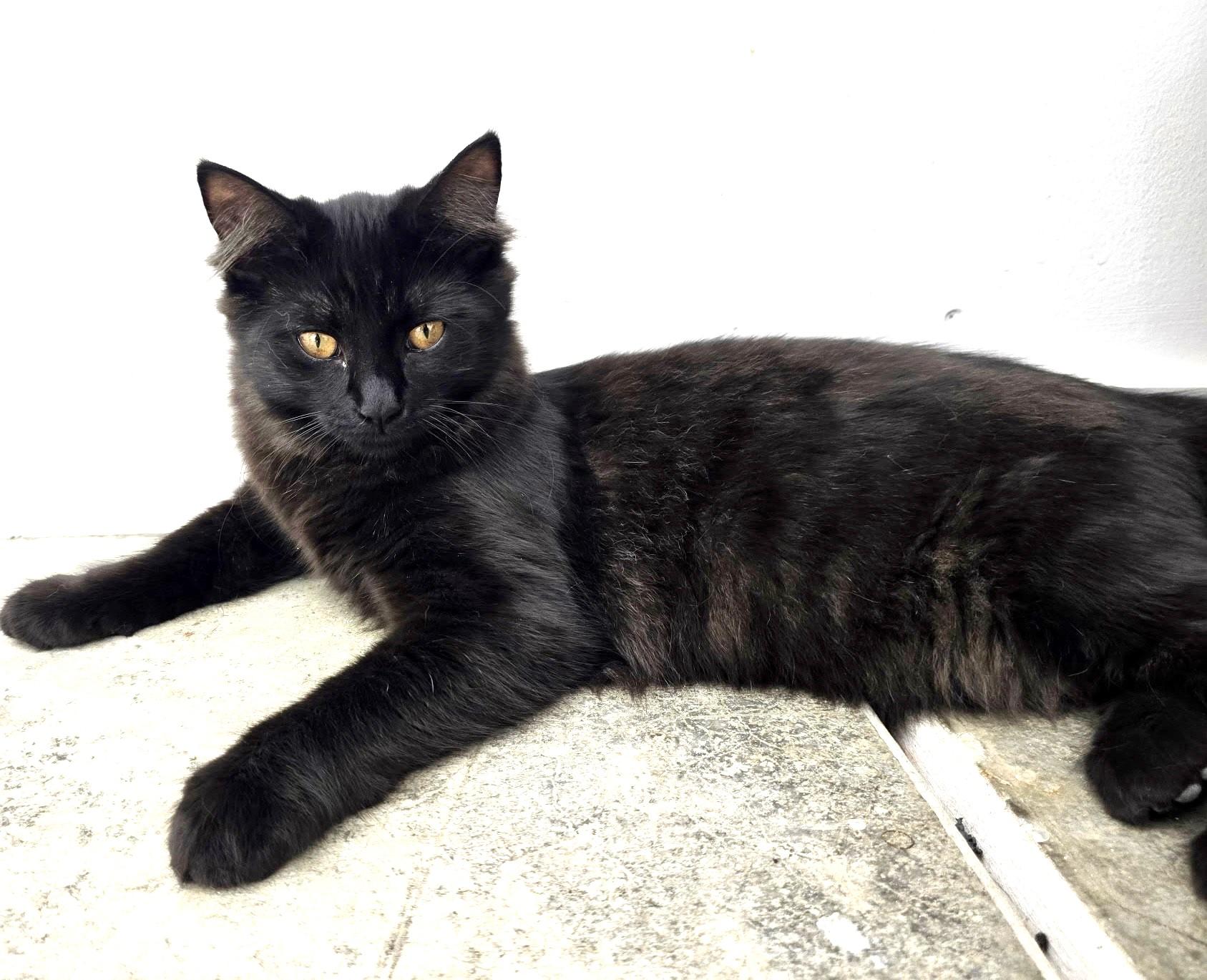 Trixie, affectionate & playful sweetheart ready for her forever family!, a Adopted mixed breed in Bonney Lake, WA image 3/6