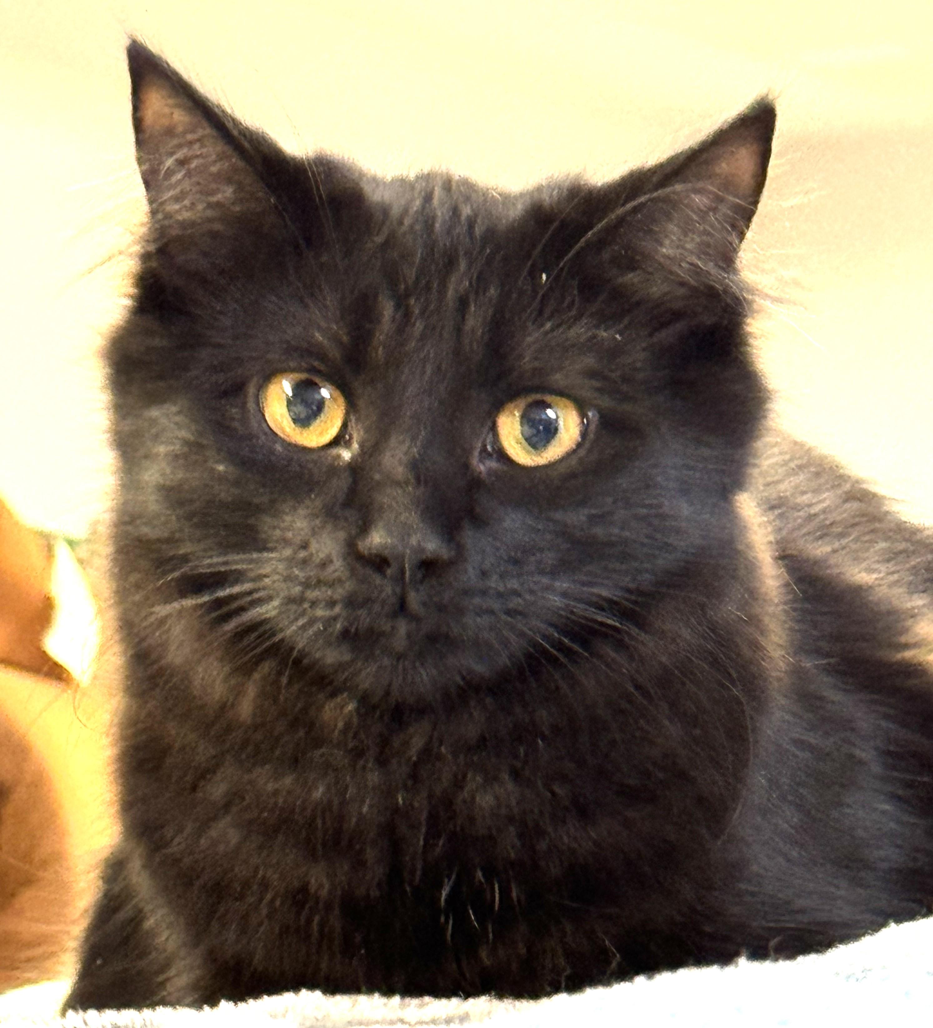 Trixie, affectionate & playful sweetheart ready for her forever family!, a Adopted mixed breed in Bonney Lake, WA image 1/6