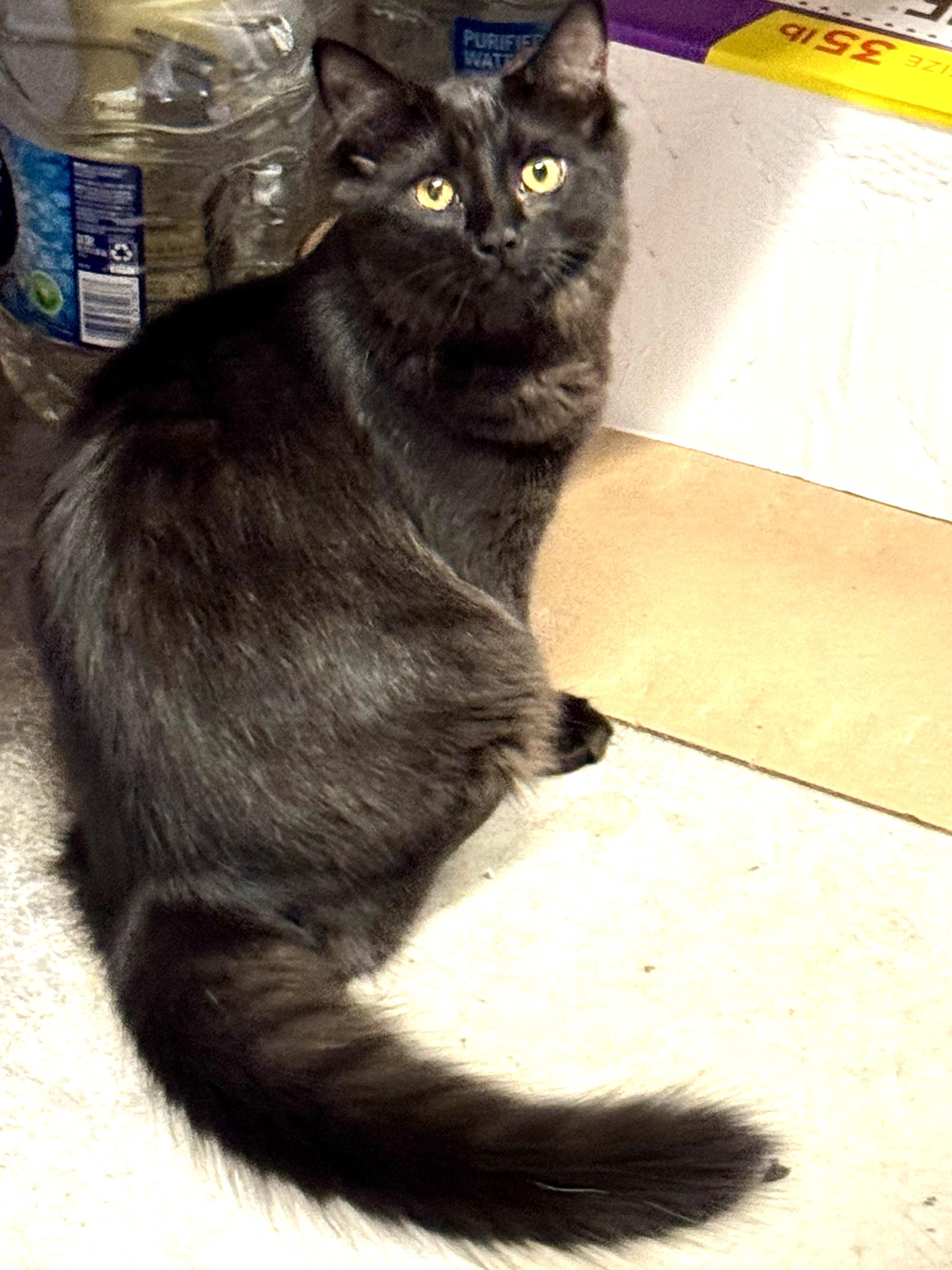 Trixie, affectionate & playful sweetheart ready for her forever family!, a Adopted mixed breed in Bonney Lake, WA image 5/6