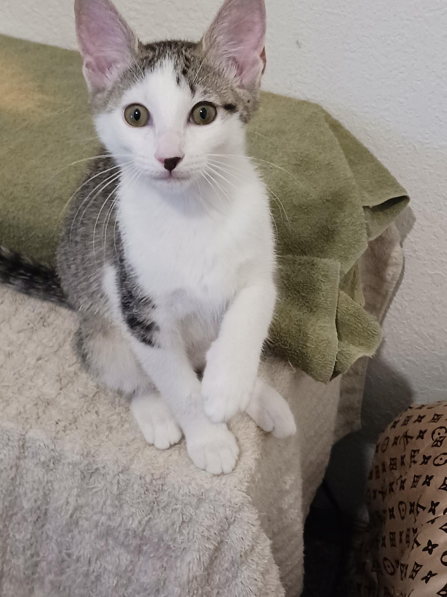 Enlarge Lilly, an adopted mixed breed in Oklahoma City, OK image 1/1