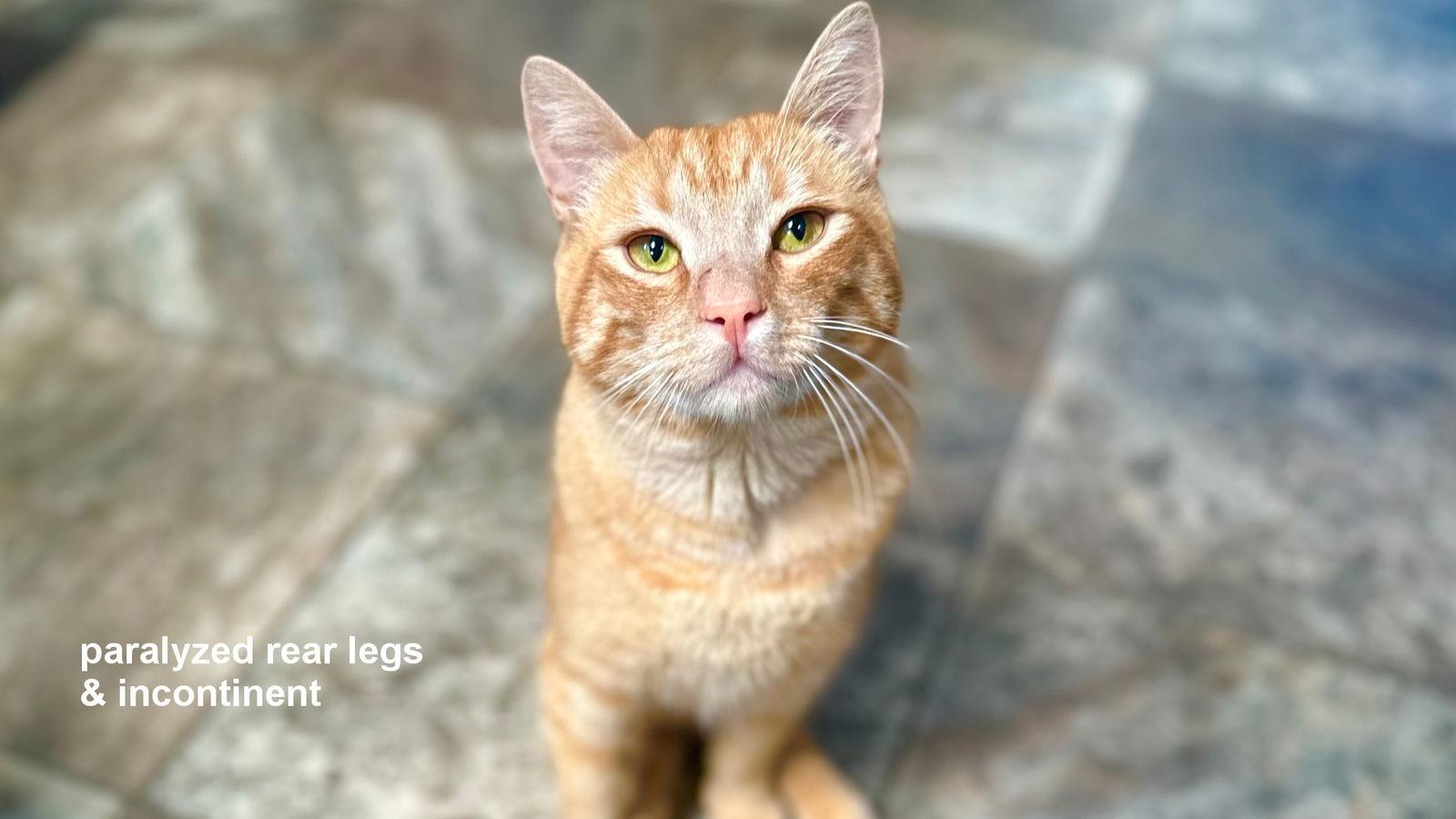 Copper, a Adoptable Domestic Short Hair in Santa Rosa, CA image 2/3