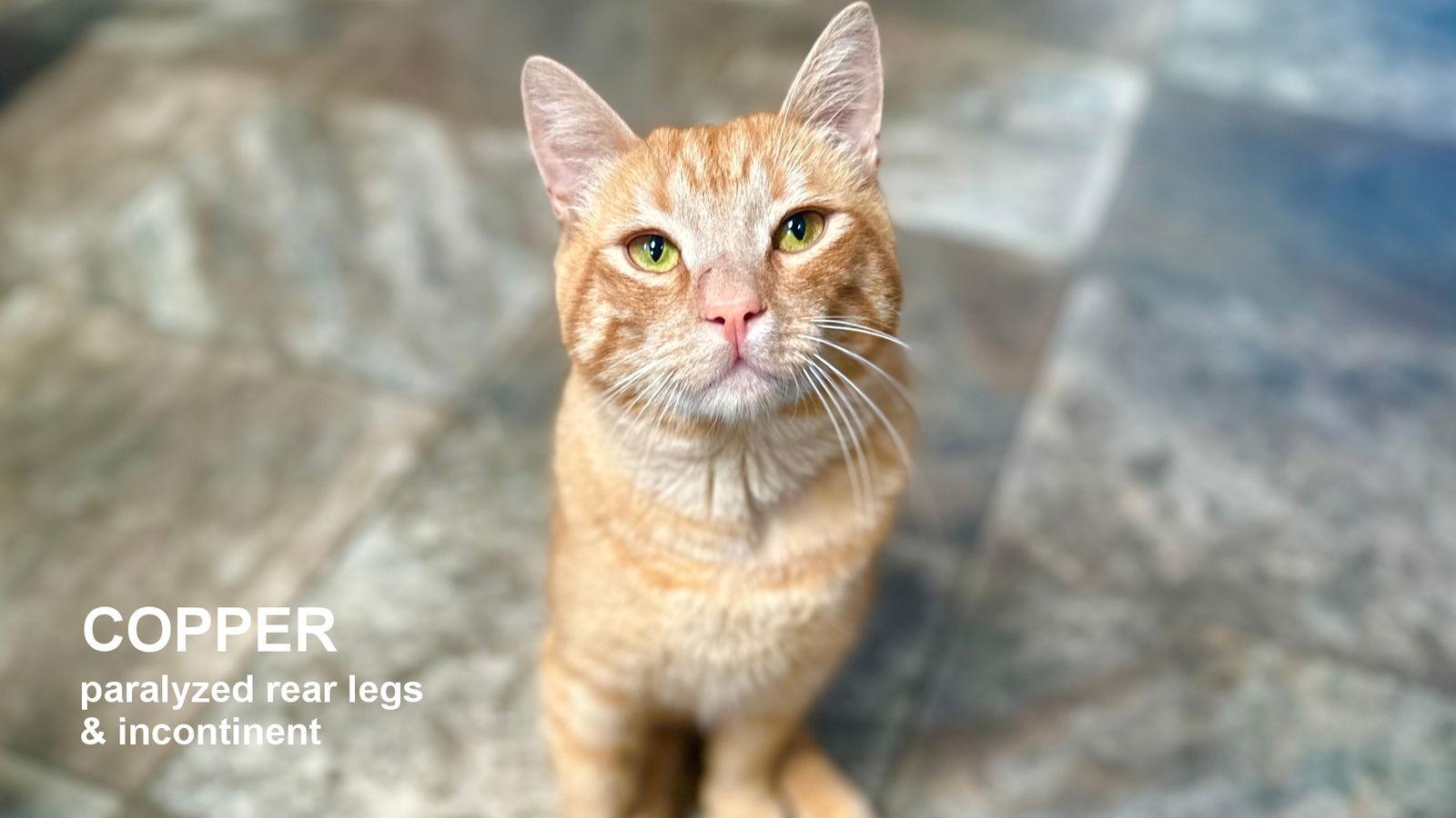 Copper, Adoptable, Adult Male Domestic Short Hair.