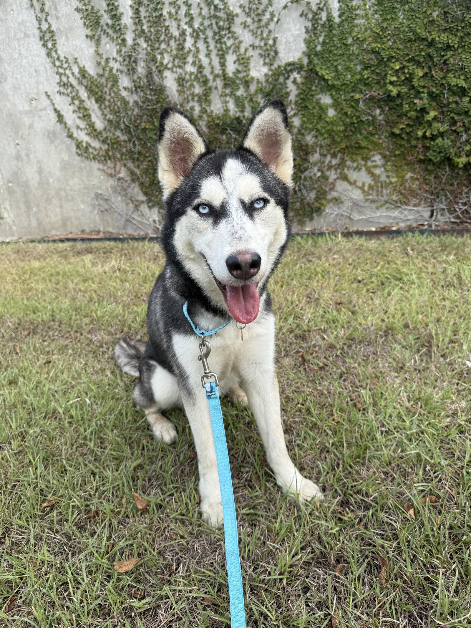 Sashimi *Foster Needed*, Adoptable, Young Female Siberian Husky.