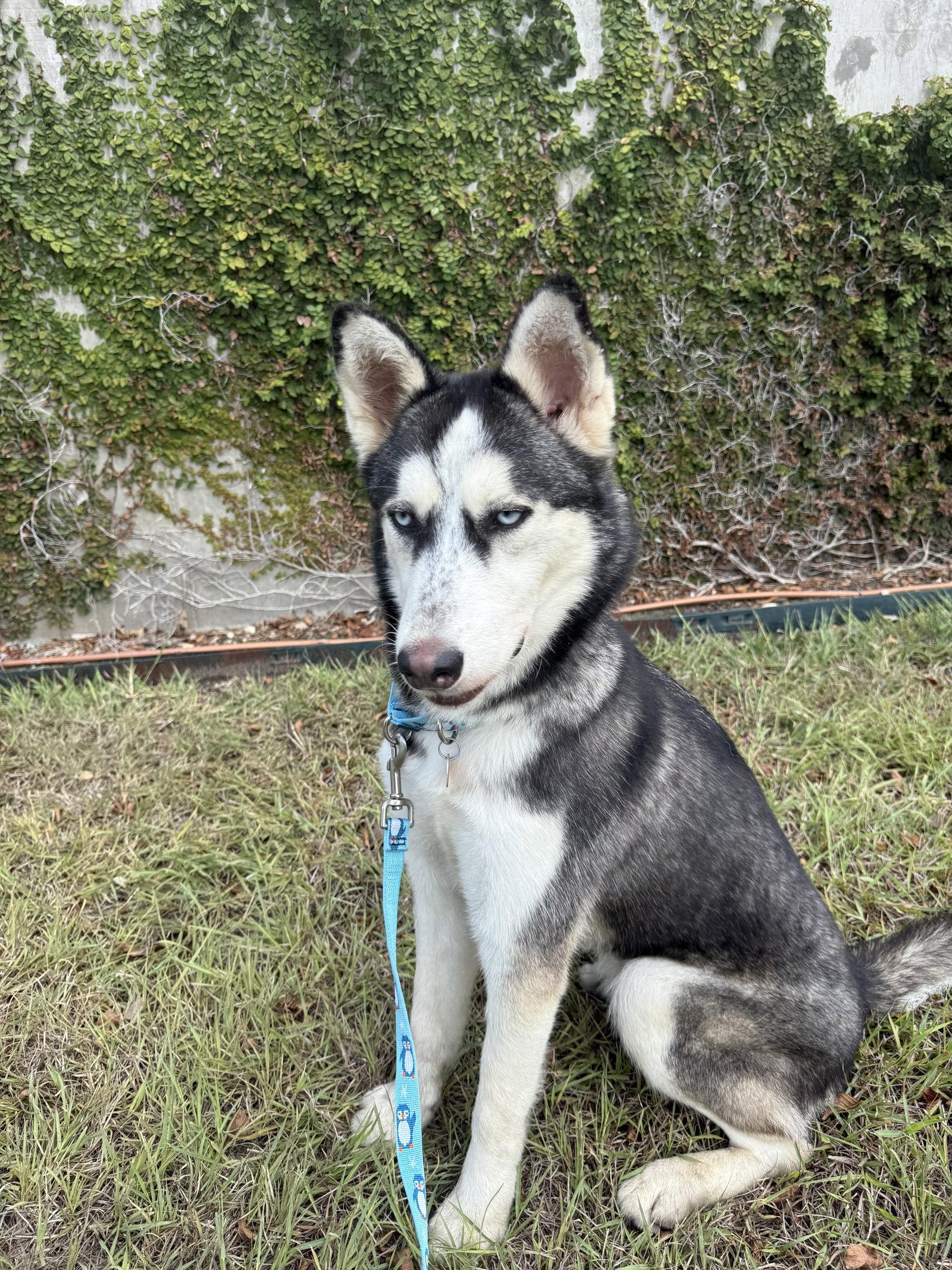 Enlarge Sashimi *Foster Needed*, a Adoptable Siberian Husky in Carrollton, TX image 2/3