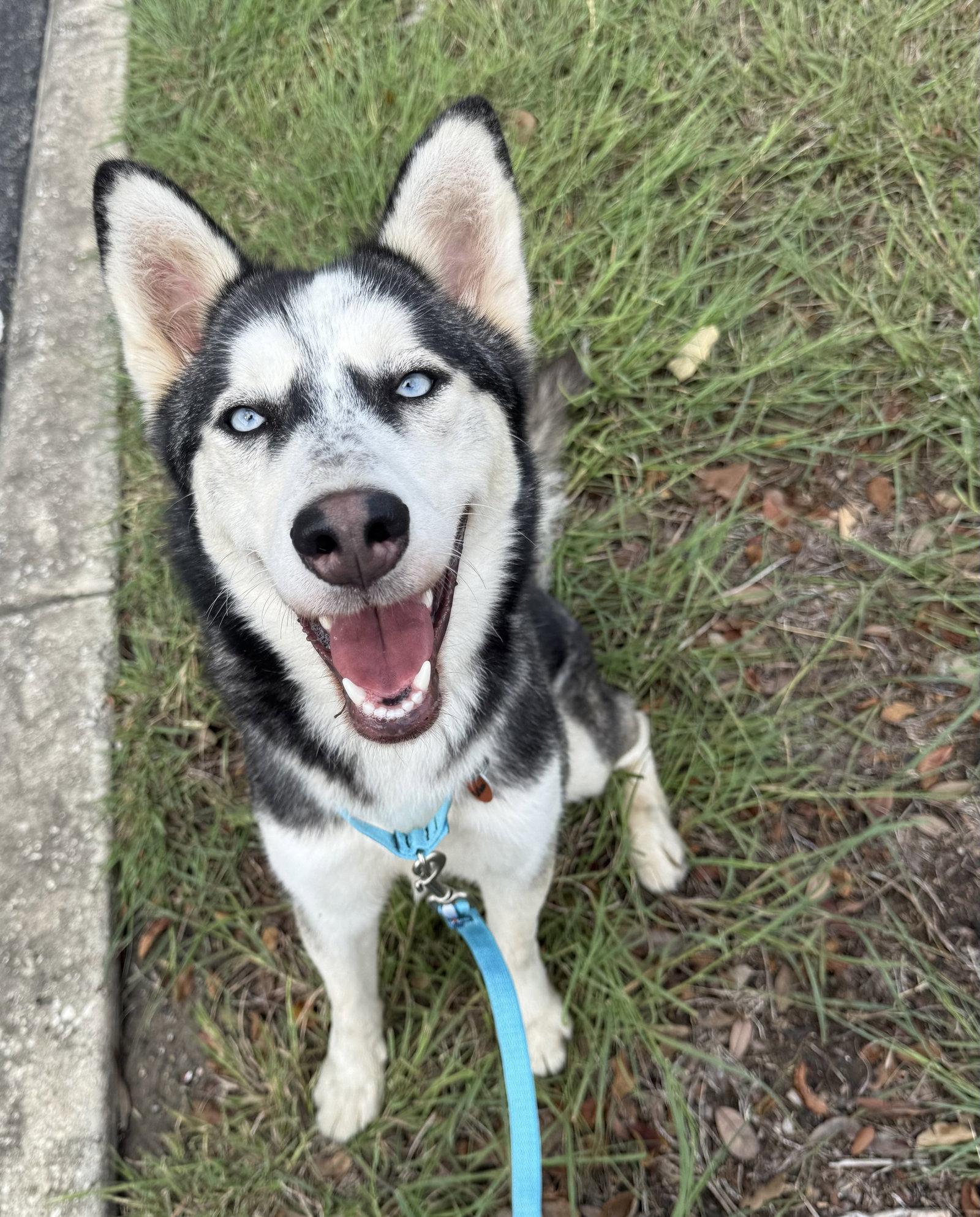 Enlarge Sashimi *Foster Needed*, a Adoptable Siberian Husky in Carrollton, TX image 3/3