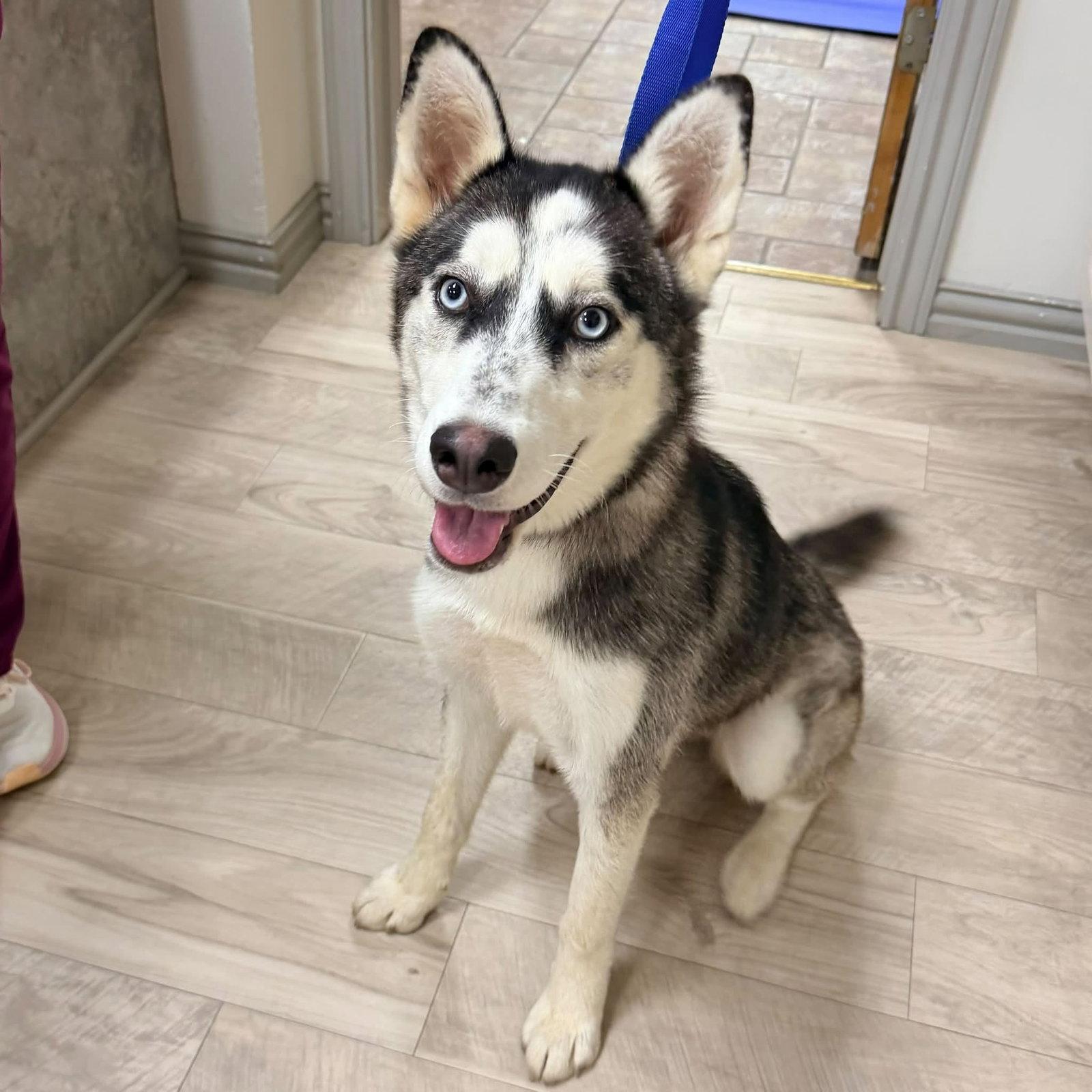 Sashimi *Foster Needed*, Adoptable, Young Female Siberian Husky.