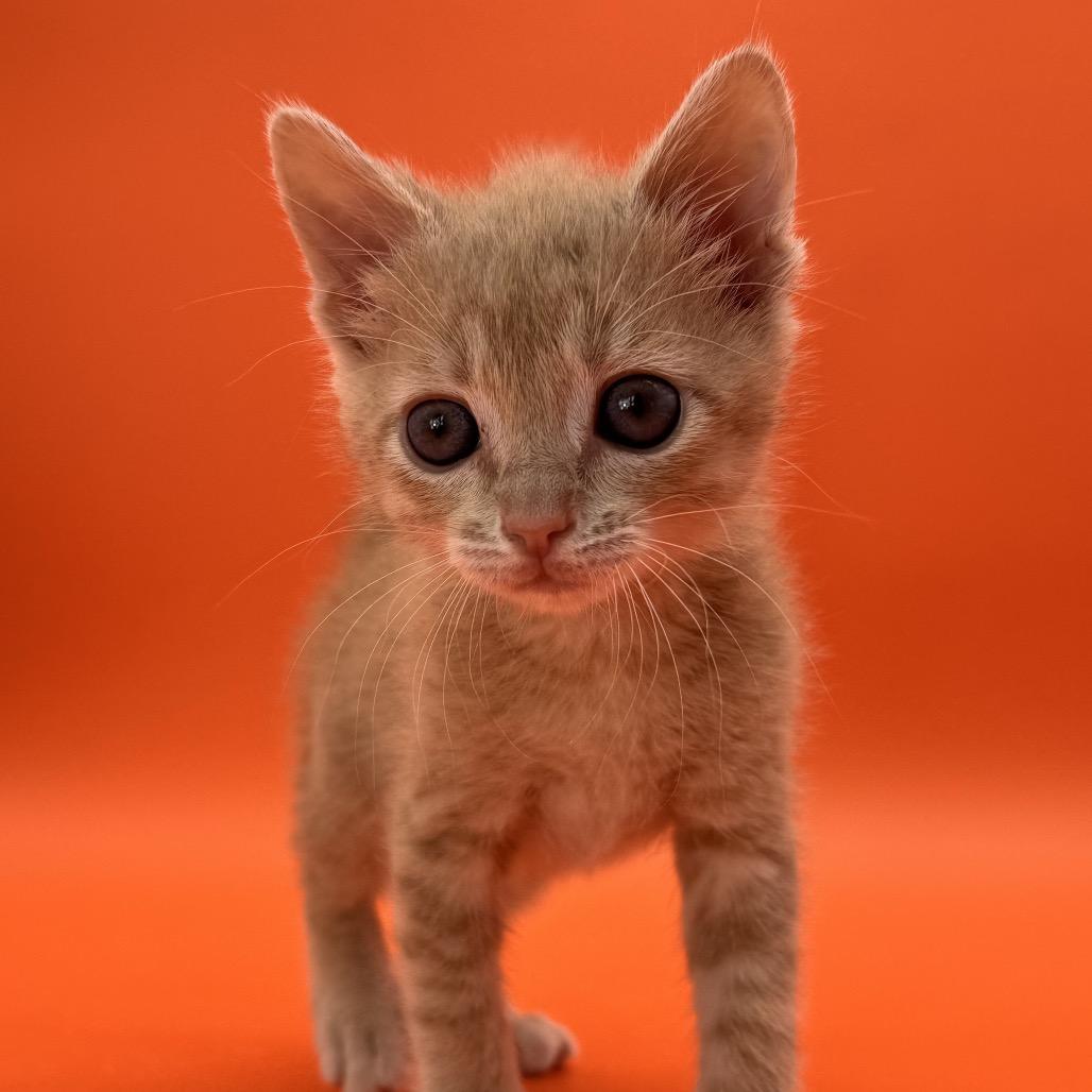 Papaya, a Adoptable Domestic Short Hair in Escondido, CA image 2/6