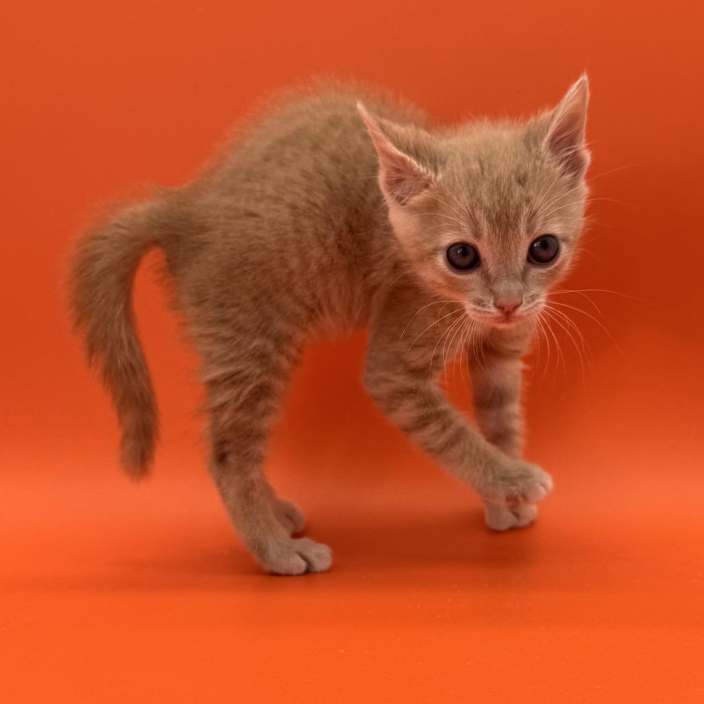 Papaya, a Adoptable Domestic Short Hair in Escondido, CA image 3/6