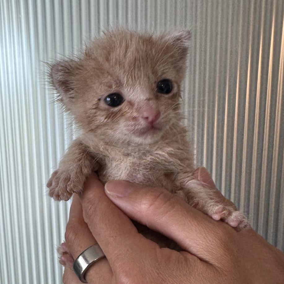 Papaya, a Adoptable Domestic Short Hair in Escondido, CA image 4/6