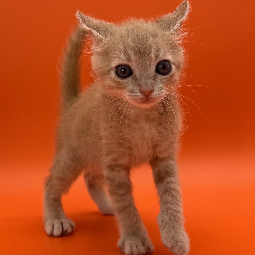 Papaya, a Adoptable Domestic Short Hair in Escondido, CA image 5/6