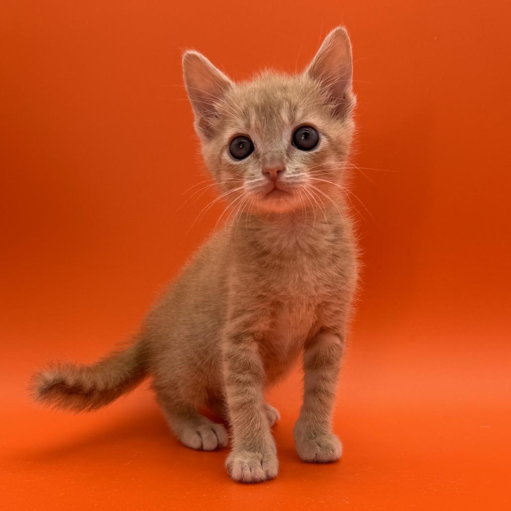 Papaya, a Adoptable Domestic Short Hair in Escondido, CA image 6/6