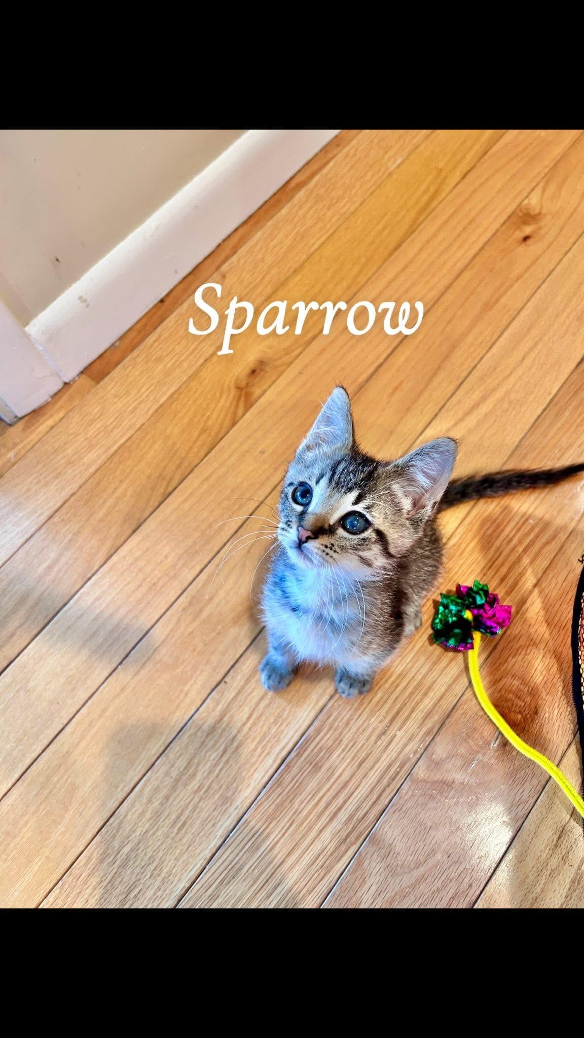 Sparrow, a ADOPTABLE Tabby in Saginaw, MI image 2/3