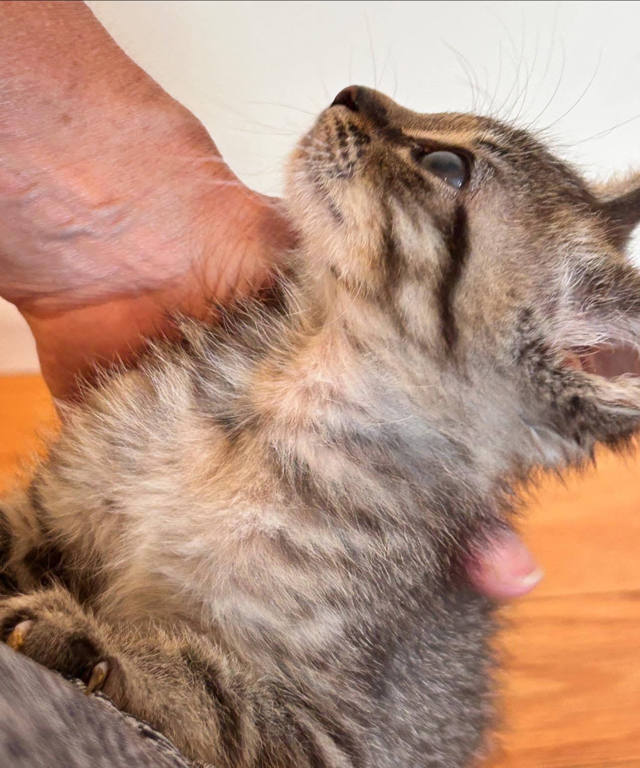 Sparrow, a ADOPTABLE Tabby in Saginaw, MI image 3/3