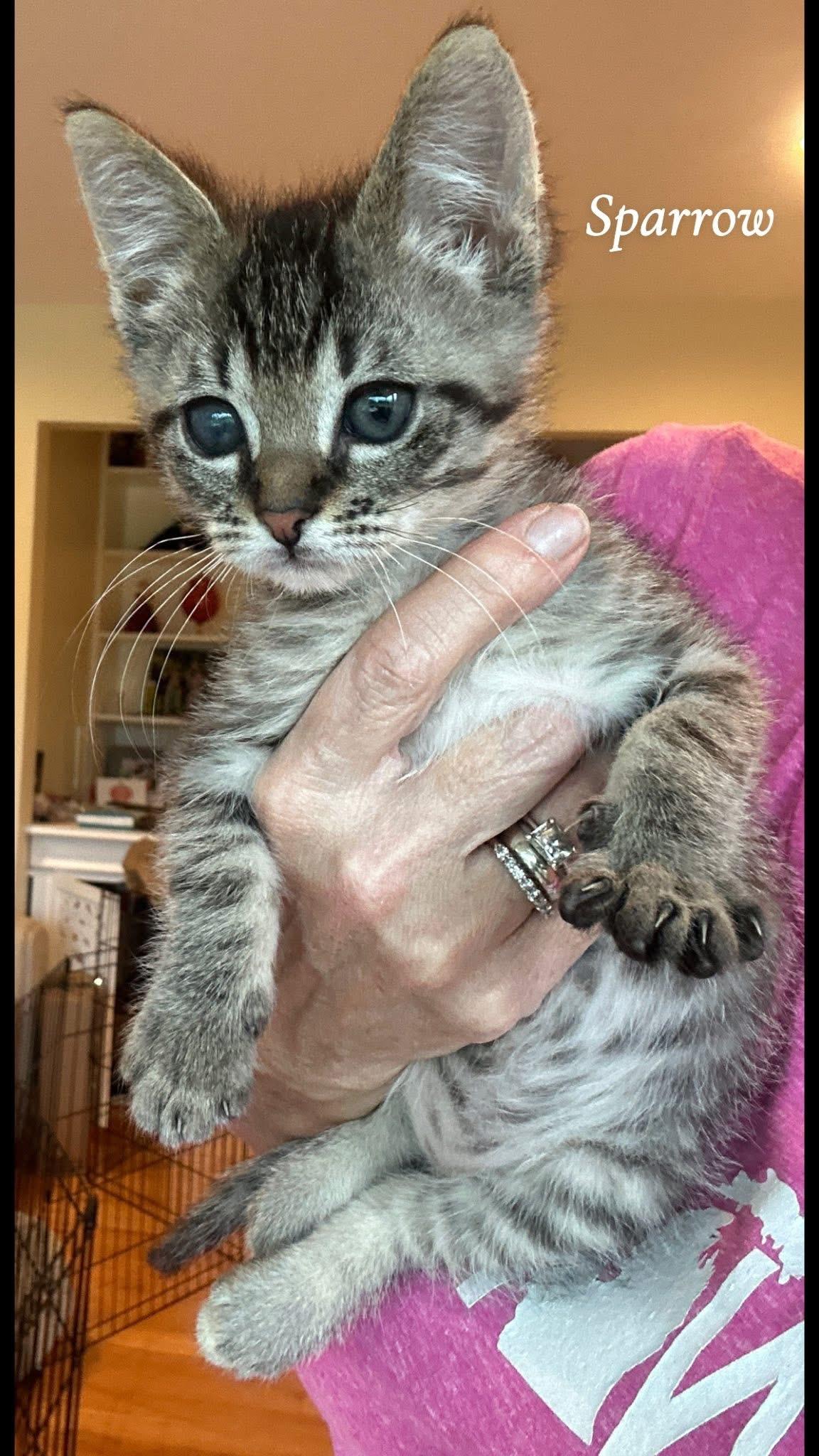 Sparrow, a ADOPTABLE Tabby in Saginaw, MI image 1/3