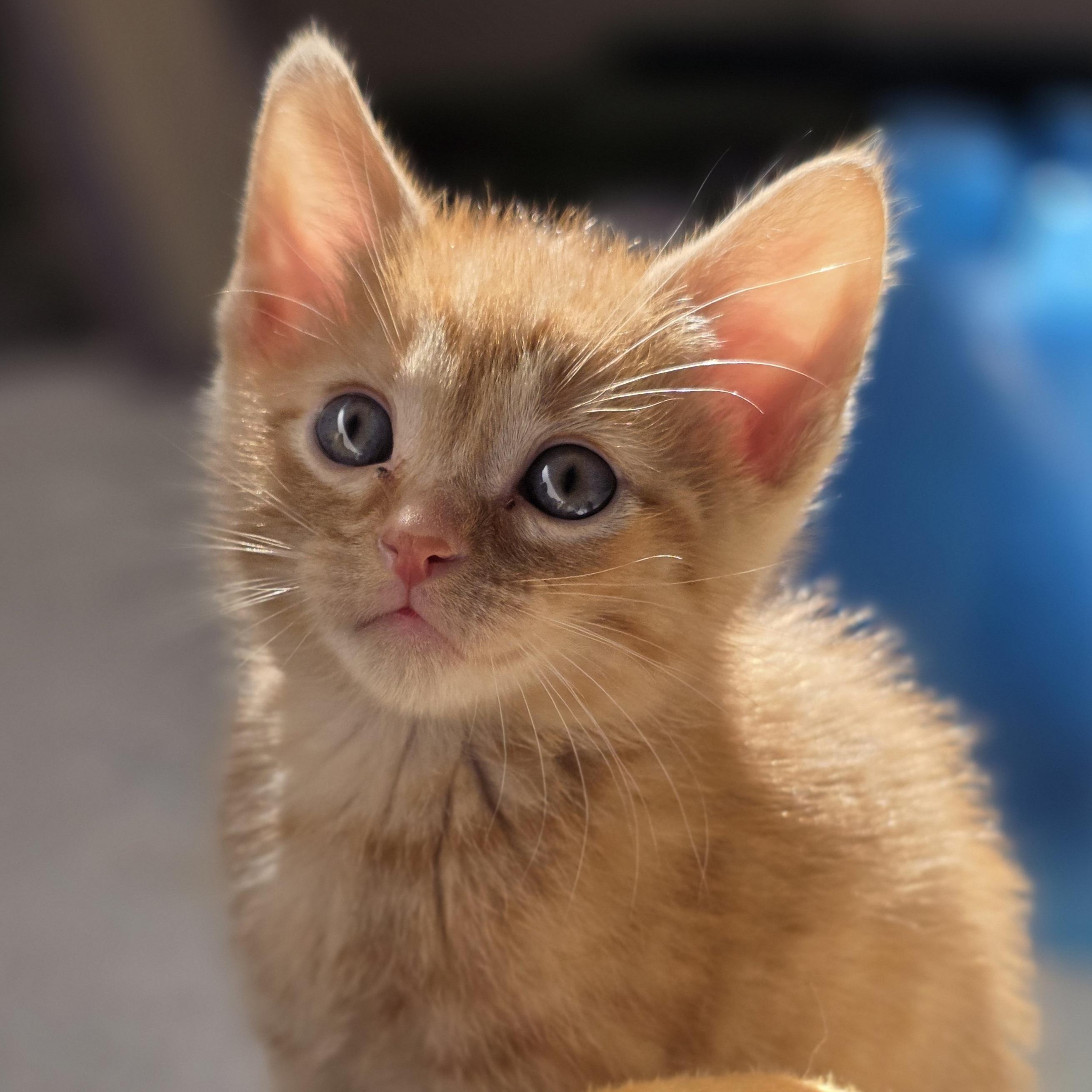 Tom Fox, Adopted, Kitten Male Domestic Short Hair.