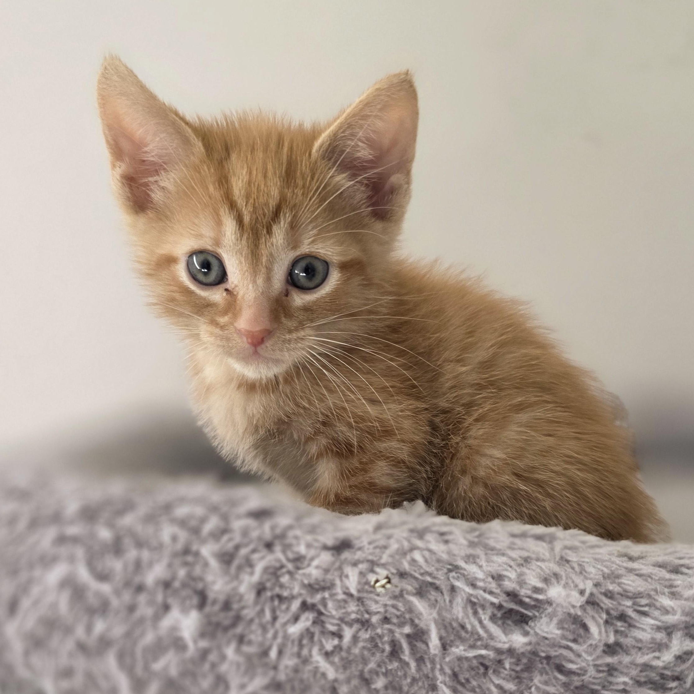 Enlarge Tom Fox, a Adopted Domestic Short Hair in Macomb Twp, MI image 2/2
