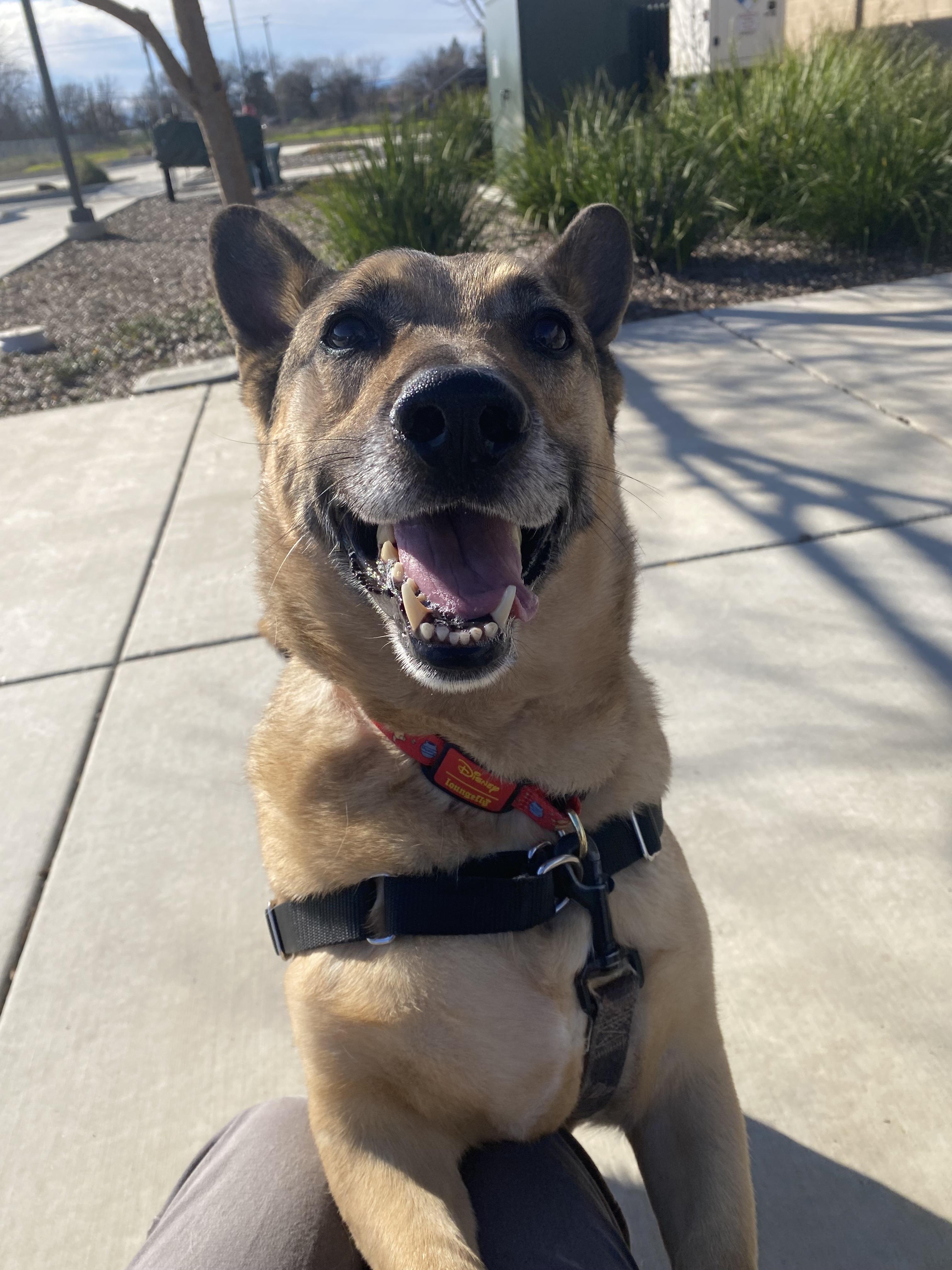 Marshall, Adoptable, Adult Male German Shepherd Dog & Basset Hound.