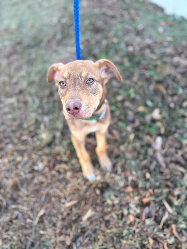 Enlarge Gizmo, a Adoptable mixed breed in Berkeley Heights, NJ image 1/6