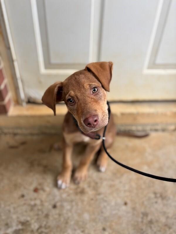 Enlarge Gizmo, a Adoptable mixed breed in Berkeley Heights, NJ image 2/6