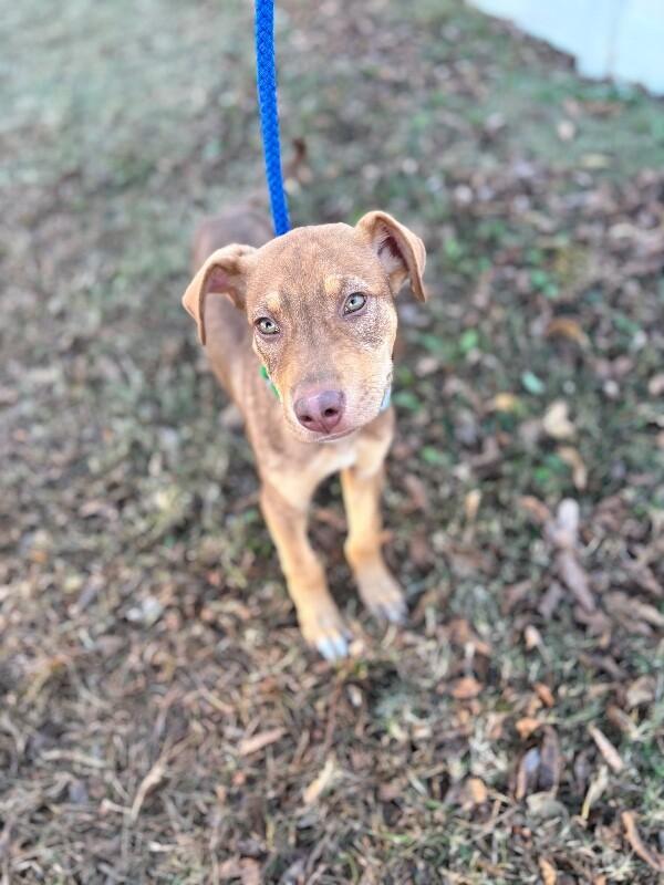 Enlarge Gizmo, a Adoptable mixed breed in Berkeley Heights, NJ image 3/6