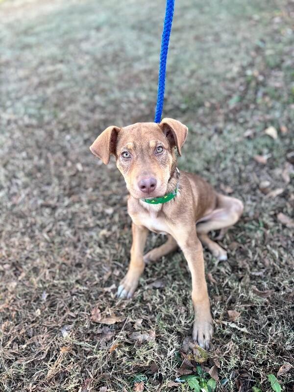 Enlarge Gizmo, a Adoptable mixed breed in Berkeley Heights, NJ image 4/6