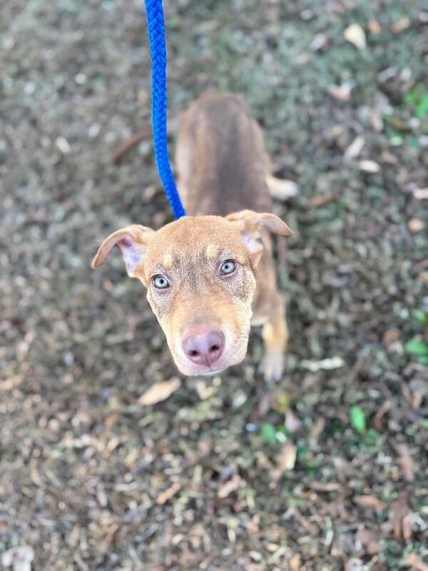 Enlarge Gizmo, a Adoptable mixed breed in Berkeley Heights, NJ image 5/6