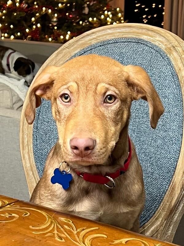 Enlarge Gizmo, a Adoptable mixed breed in Berkeley Heights, NJ image 6/6