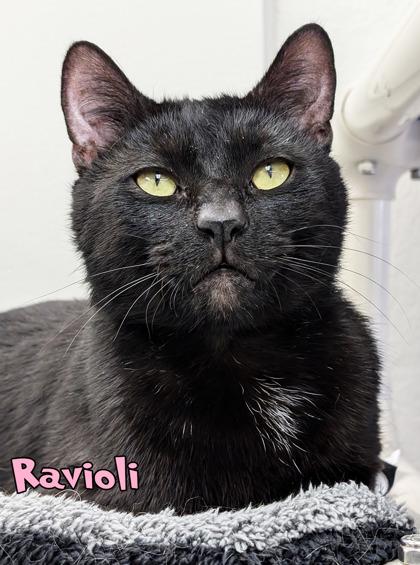 Enlarge Ravioli, a Adoptable Domestic Short Hair in Mason, MI image 1/1