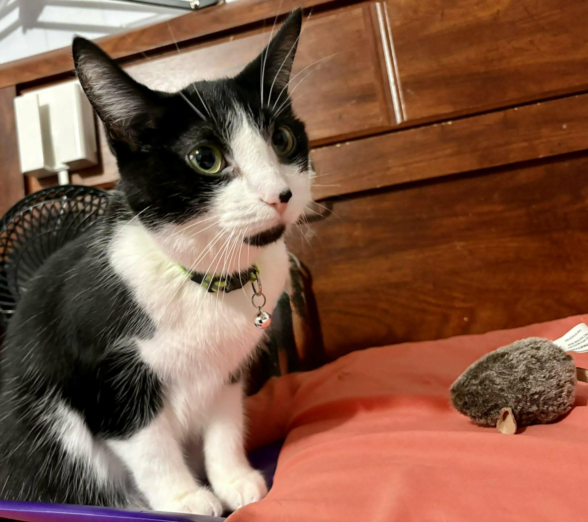 Enlarge Strea, a Adoptable Domestic Short Hair in New Baltimore, MI image 2/3