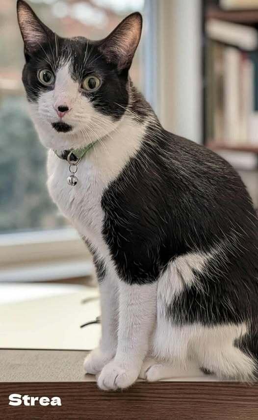 Strea, Adoptable, Adult Female Domestic Short Hair.