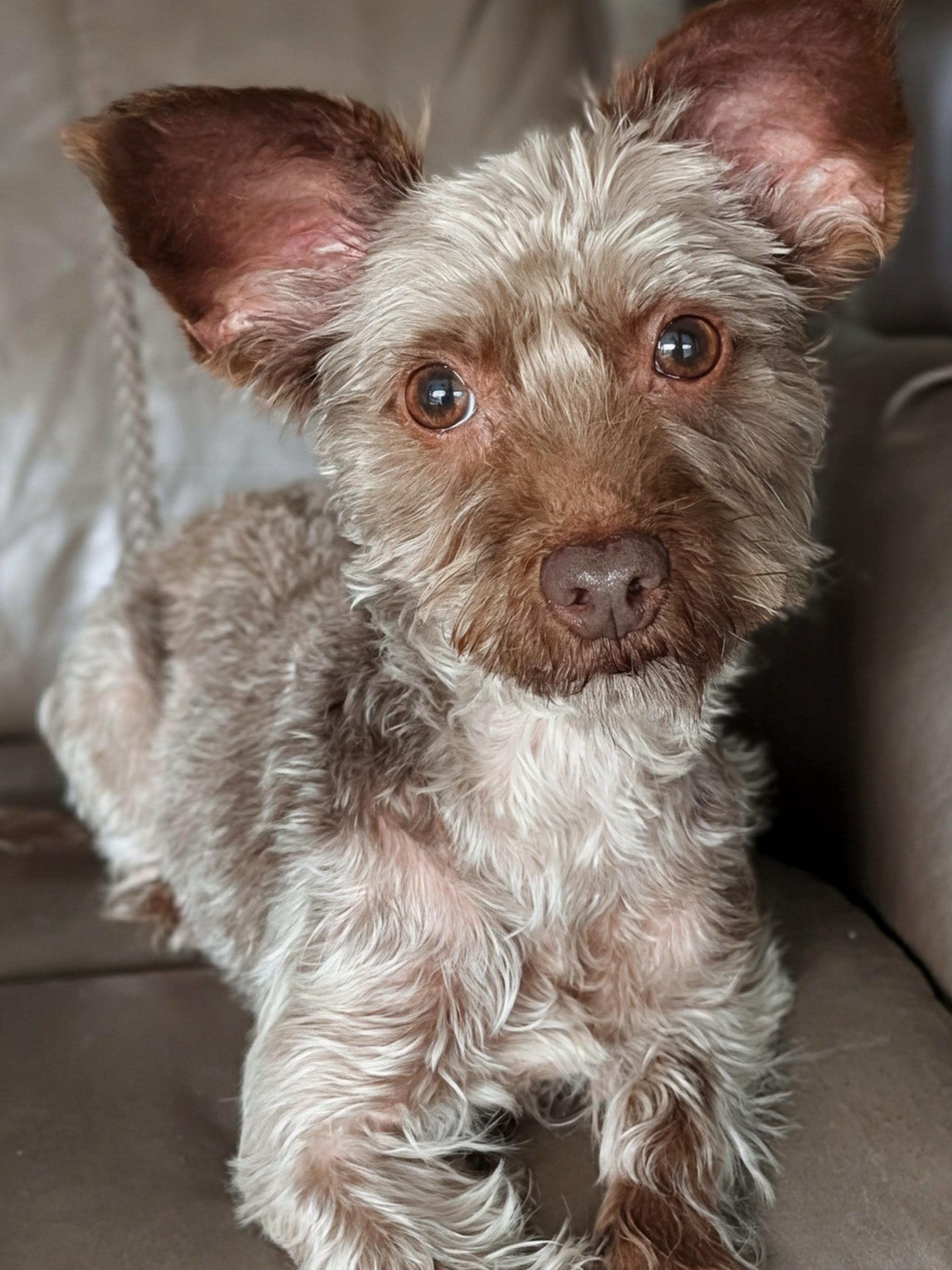 Enlarge Macy, an adopted mixed breed in Baton Rouge, LA image 1/1