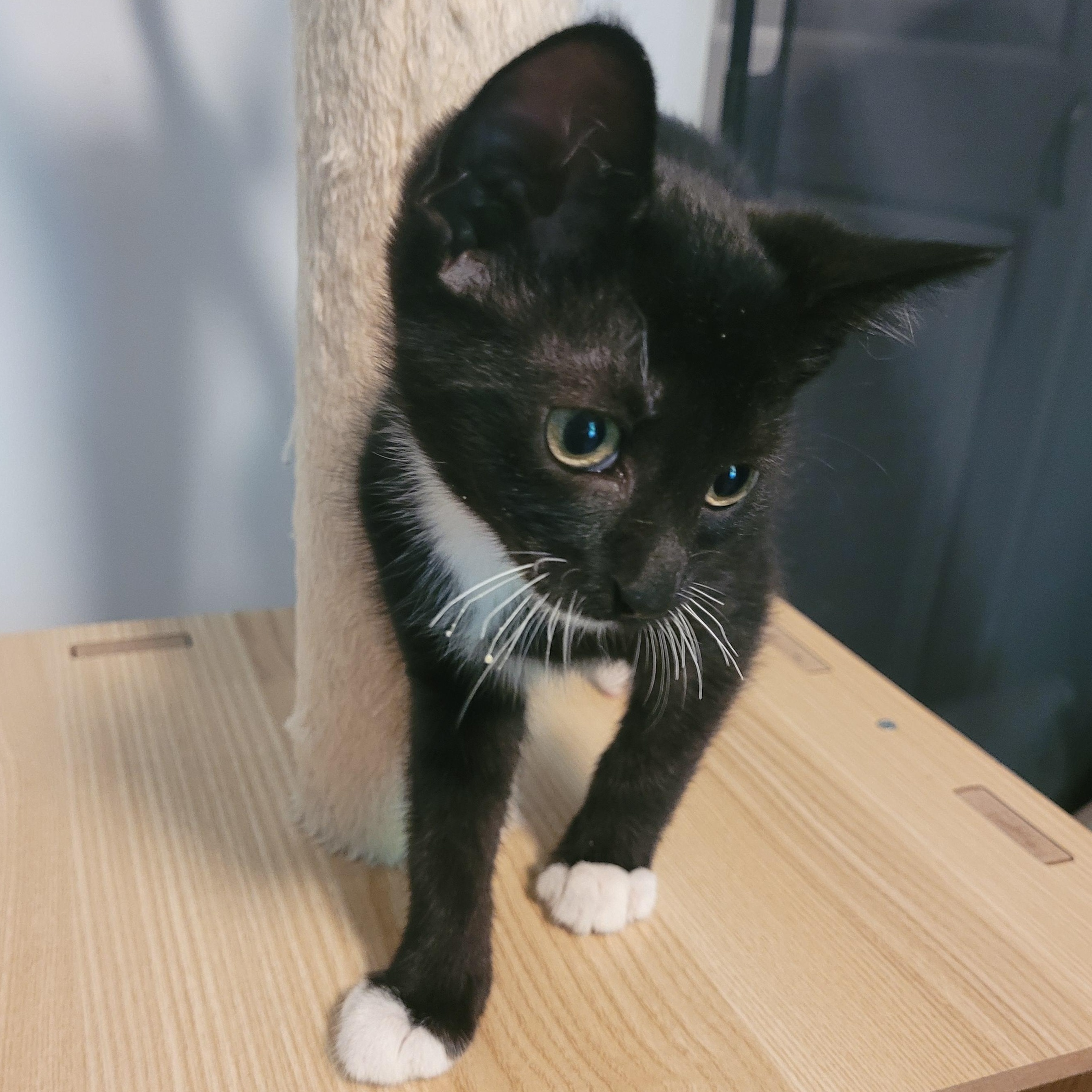 Lilo, a Adoptable mixed breed in Talcott, WV image 3/6