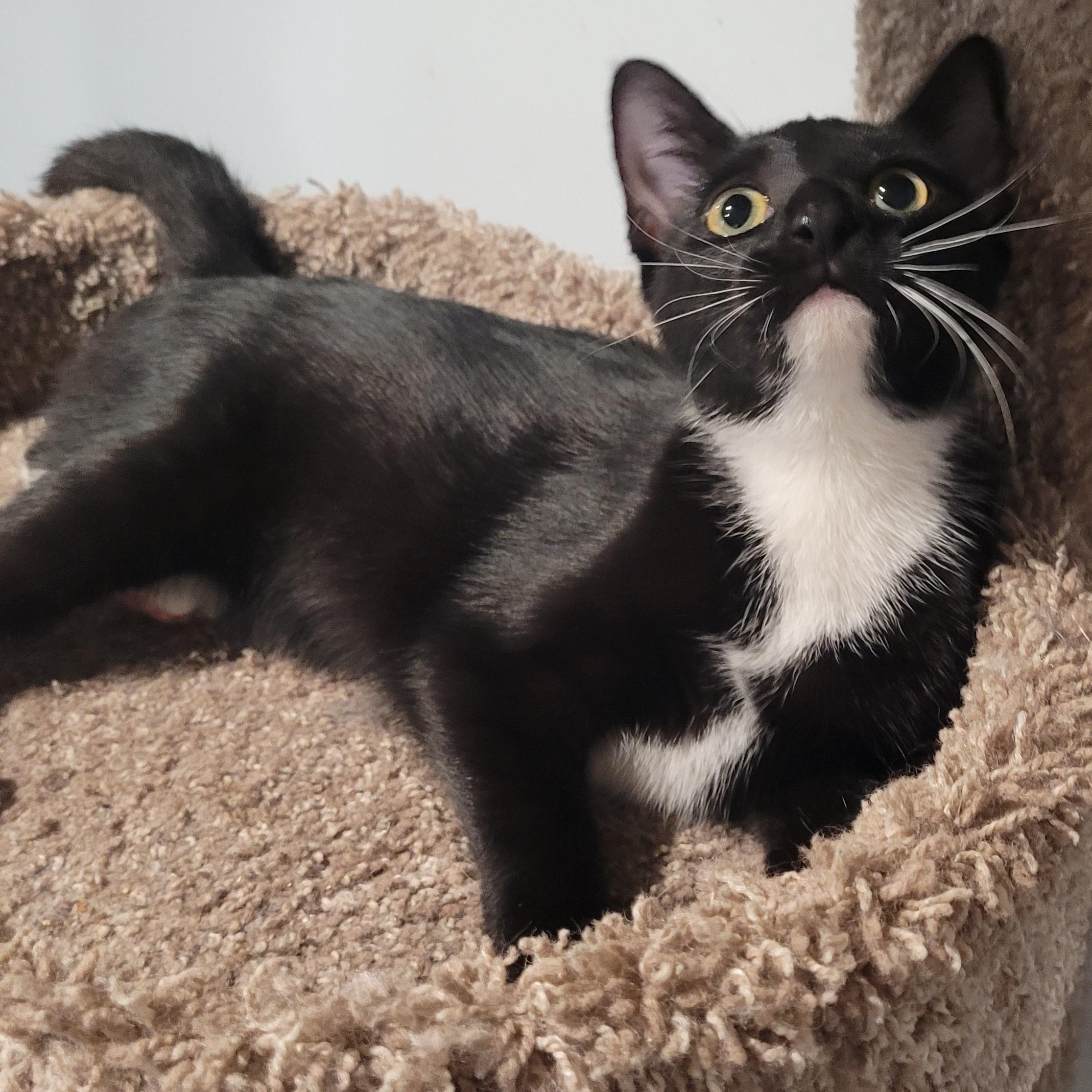 Lilo, Adoptable, Young Female Tuxedo & Domestic Short Hair.