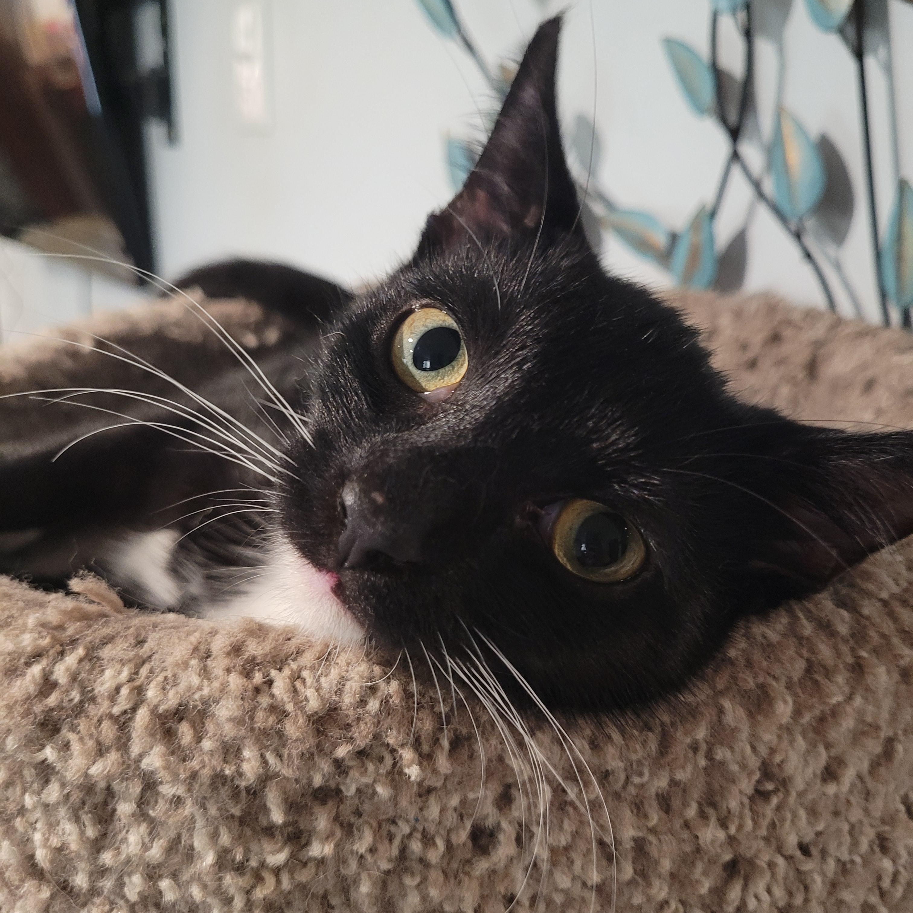 Lilo, a Adoptable mixed breed in Talcott, WV image 2/6