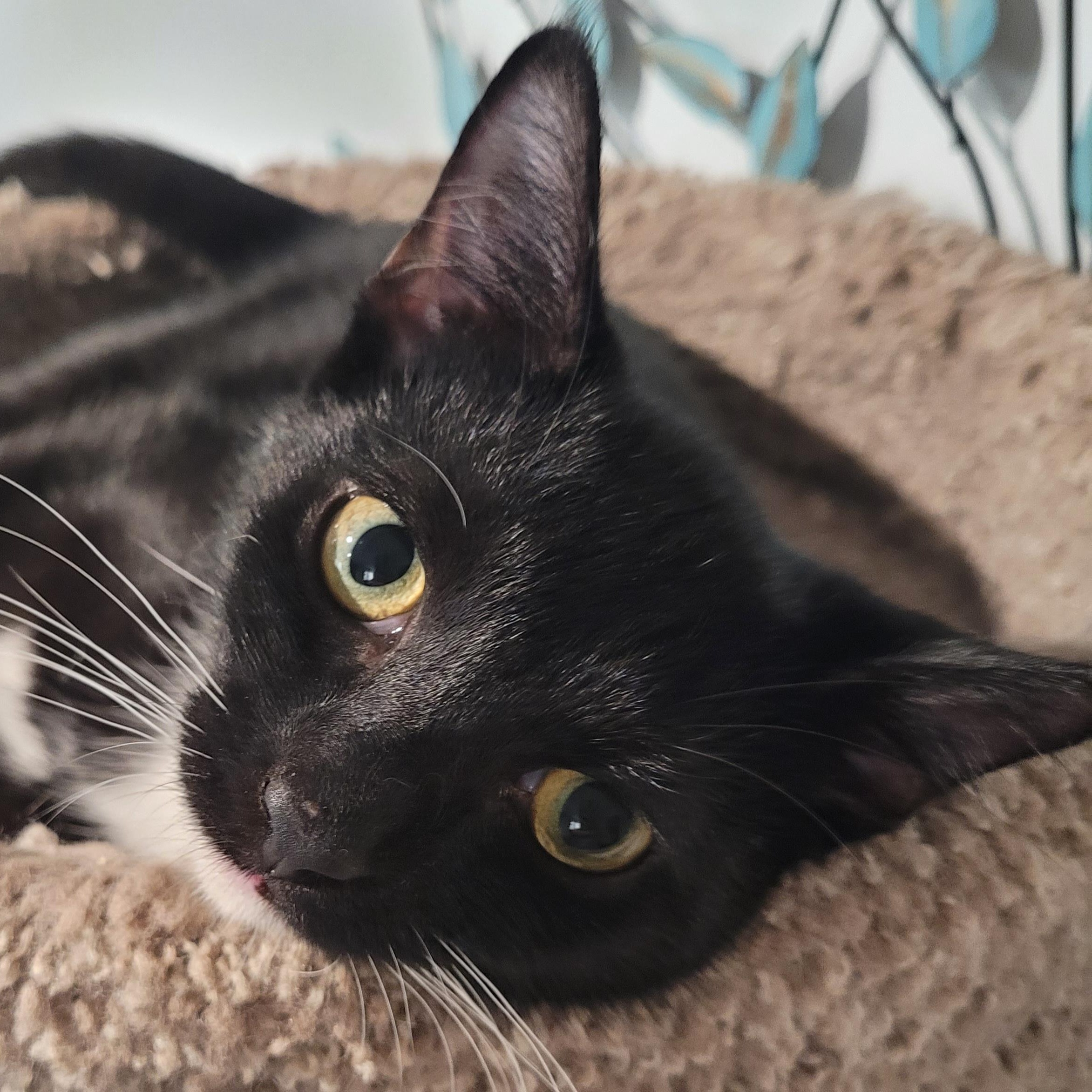 Lilo, a Adoptable mixed breed in Talcott, WV image 5/6