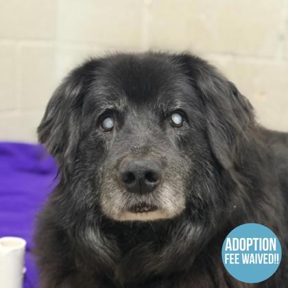 Shep, Adoptable, Senior Male Border Collie.