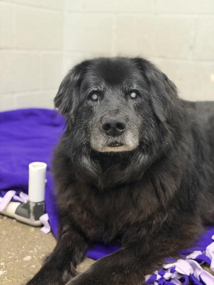 Shep, a Adoptable mixed breed in Sacramento, CA image 3/4