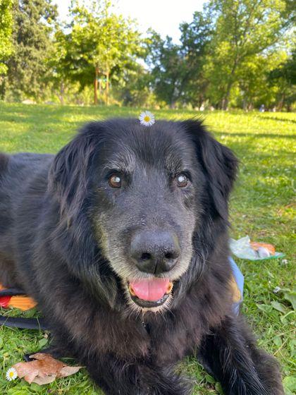 Shep, a Adoptable mixed breed in Sacramento, CA image 2/4
