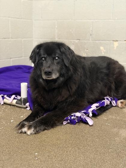 Shep, a Adoptable mixed breed in Sacramento, CA image 4/4