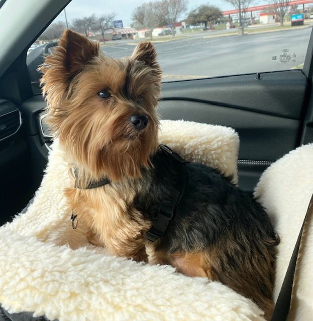 Enlarge Teddy, a Adopted Yorkshire Terrier in League City, TX image 1/14