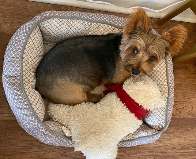 Enlarge Teddy, a Adopted Yorkshire Terrier in League City, TX image 2/14