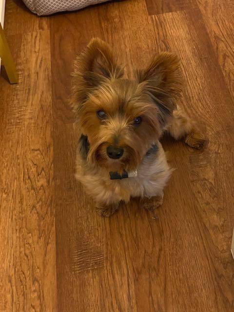 Enlarge Teddy, a Adopted Yorkshire Terrier in League City, TX image 3/14