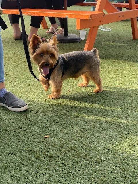 Enlarge Teddy, a Adopted Yorkshire Terrier in League City, TX image 4/14