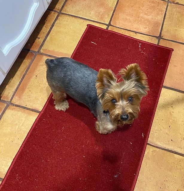 Enlarge Teddy, a Adopted Yorkshire Terrier in League City, TX image 5/14